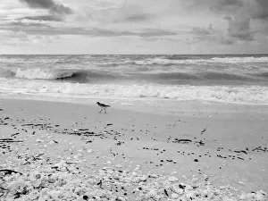 Black and white Beach, Sanibel Island, Florida, USA Black and white Beach, Sanibel Island, Florida, USA