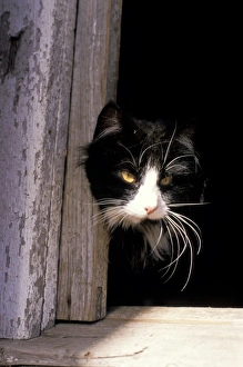 Animal Photography Images Prints: Black and white cat