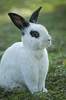 Black and White Rex Rabbit with doe in background, Oryctolagus cuniculus Black and White Rex Rabbit with doe in background, Oryctolagus cuniculus