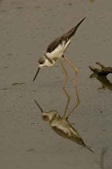 Black-winged stilt in non-breeding plumage (Himantopus himantopus). Bharatpur National Black-winged stilt in non-breeding plumage (Himantopus himantopus). Bharatpur National