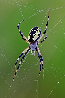 Prints of Black and Yellow Argiope spider in web, Rockport, Maine Argiope aurantia Images Dated 2005 August: Black and Yellow Argiope Spider Print, Rockport, Maine