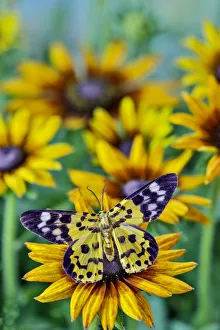 Black and yellow day flying moth on hirta daisies Black and yellow day flying moth on hirta daisies