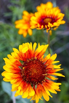 Blanketflower aka brown eyed susans in Glacier National Park, Montana, USA Blanketflower aka brown eyed susans in Glacier National Park, Montana, USA