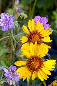 Blanketflower aka brown eyed susans and stick geraniums in Glacier National Park Blanketflower aka brown eyed susans and stick geraniums in Glacier National Park