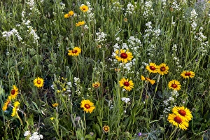 Blanketflower aka brown eyed susans and wild buckwheat in Glacier National Park, Montana Blanketflower aka brown eyed susans and wild buckwheat in Glacier National Park, Montana