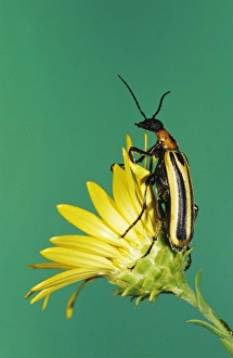 Blister Beetle, Meloidae, adult on Golden Aster, Willacy County, Rio Grande Valley Blister Beetle, Meloidae, adult on Golden Aster, Willacy County, Rio Grande Valley