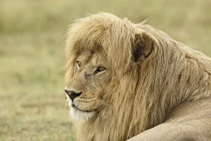 Blonde adult male lion, Panthera leo, Serengeti National Park, Tanzania, Africa Blonde adult male lion, Panthera leo, Serengeti National Park, Tanzania, Africa