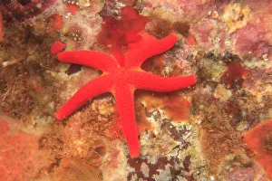 Blood Sea Star (Henricia leviuscula), Saint Lazerius Island near Sitka, S. E. Alaska Blood Sea Star (Henricia leviuscula), Saint Lazerius Island near Sitka, S. E. Alaska