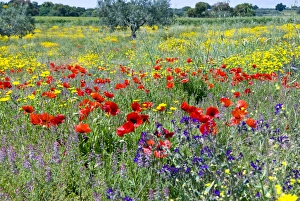Blossom in a field, Siena province, Tuscany, Italy Blossom in a field, Siena province, Tuscany, Italy