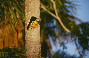 Blue-and-Yellow Macaw perched in trunk nest cavity, Peru Blue-and-Yellow Macaw perched in trunk nest cavity, Peru
