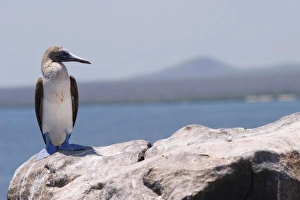 Blue-footed booby, Laz Plazas, Galapagos Islands, Ecuador Blue-footed booby, Laz Plazas, Galapagos Islands, Ecuador