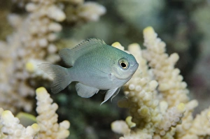 Blue-green Chromis (Chromis viridis), Rainbow Reef, Fiji. South Pacific Blue-green Chromis (Chromis viridis), Rainbow Reef, Fiji. South Pacific