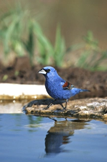 Blue Grosbeak (Guiraca caerulea) male at water, Starr Co. TX Blue Grosbeak (Guiraca caerulea) male at water, Starr Co. TX