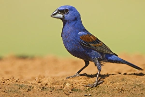 Blue Grosbeak (Guirana caerulea) adult male at pond, south Texas Blue Grosbeak (Guirana caerulea) adult male at pond, south Texas
