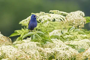 Blue grosbeak male perched on American black elderberry, Marion County, Illinois Blue grosbeak male perched on American black elderberry, Marion County, Illinois