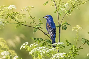 Blue grosbeak male perched on poison hemlock, Marion County, Illinois Blue grosbeak male perched on poison hemlock, Marion County, Illinois