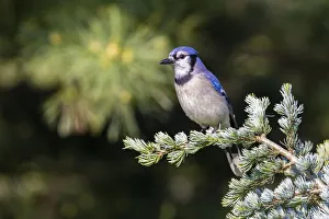 Blue jay in blue atlas cedar, Marion County, Illinois Blue jay in blue atlas cedar, Marion County, Illinois