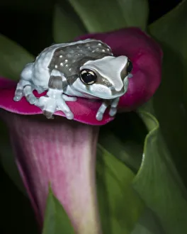 Blue milk frog, Mission golden-eye tree frog, Amazon milk frog Blue milk frog, Mission golden-eye tree frog, Amazon milk frog