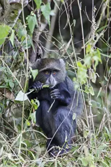 Prints of Blue Monkey (Cercopithecus mitis) crouched in vines eating while looking at the camera, Arusha National Park, Tanzania Images Dated 2014 January: Blue Monkey in Vines Print, Arusha National Park, Tanzania