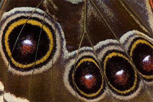 Blue Morpho Butterfly, Morpho granadensis, wings closed and macro showing eye spots Blue Morpho Butterfly, Morpho granadensis, wings closed and macro showing eye spots