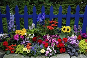 Blue Picket Fence with flower garden gracing it Sammamish Washington and our garden Blue Picket Fence with flower garden gracing it Sammamish Washington and our garden
