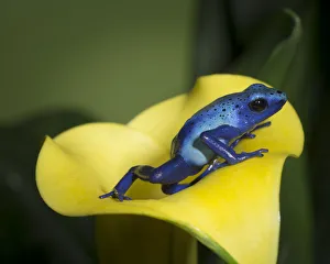 Blue poison dart frog, Blue poison arrow frog, okopipi, Dendrobates tinctorius Blue poison dart frog, Blue poison arrow frog, okopipi, Dendrobates tinctorius