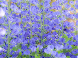 Blue wild indigo, Baptisia Australis, a native American wildflower Blue wild indigo, Baptisia Australis, a native American wildflower