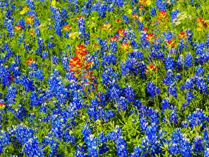 Bluebonnets and Indian paintbrush near Brenham, Texas Bluebonnets and Indian paintbrush near Brenham, Texas