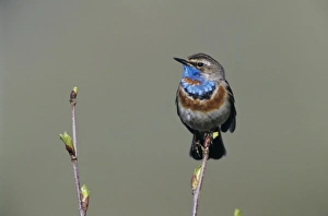 Bluethroat, Luscinia svecica, male singing, Lake of Ritom, Alps, Switzerland Bluethroat, Luscinia svecica, male singing, Lake of Ritom, Alps, Switzerland