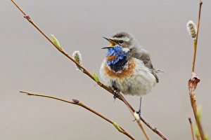 Ken Archer Photographer Prints: Bluethroat Singing