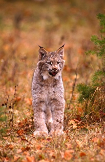 A bobcat out hunting in an autumn colored forest A bobcat out hunting in an autumn colored forest