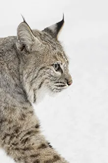 Bobcat in snow, Lynx rufus, controlled situation, Montana Bobcat in snow, Lynx rufus, controlled situation, Montana