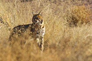 Bobcat walking through the brush, Lynx rufus baileyi, Bosque del Apache NWR, NM (wild) Bobcat walking through the brush, Lynx rufus baileyi, Bosque del Apache NWR, NM (wild)
