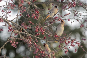 Bohemain Waxwings (Bombycilla garrulus) feed on cherry tree in winter in Nelson, British Columbia Bohemain Waxwings (Bombycilla garrulus) feed on cherry tree in winter in Nelson, British Columbia