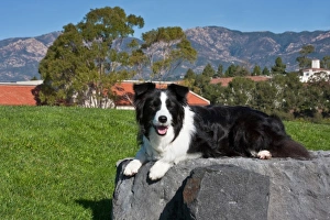 A Border Collie lying on a gray stone slab in a park with the Santa Ynez Mountains A Border Collie lying on a gray stone slab in a park with the Santa Ynez Mountains