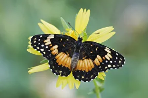 Bordered Patch Print on Clasping-leaved Coneflower