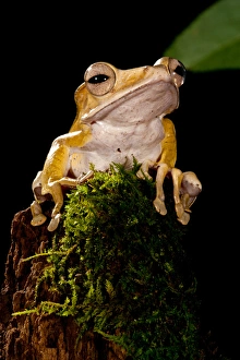 Borneo Eared Frog Polypedates otilophus Native to Borneo, Habitat: Dense Tropical Borneo Eared Frog Polypedates otilophus Native to Borneo, Habitat: Dense Tropical