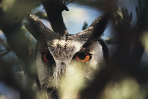 Botswana, Spotted Eagle Owl (Bubo africanus) , Close-up Botswana, Spotted Eagle Owl (Bubo africanus) , Close-up