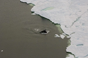 bowhead whale, Balaena mysticetus, swimming in the Chuckchi Sea bowhead whale, Balaena mysticetus, swimming in the Chuckchi Sea