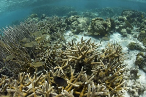 Branched Finger Coral (Porites porites) forma furcata & French Grunt Branched Finger Coral (Porites porites) forma furcata & French Grunt