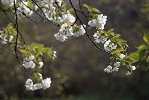 Spring Blossom Images Prints: Branches of Flowering Tree in Spring