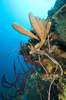 Branching Vase Sponge (Callyspongia vaginalis), Caribbean Scuba Diving, Roatan, Bay Islands Branching Vase Sponge (Callyspongia vaginalis), Caribbean Scuba Diving, Roatan, Bay Islands