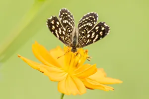 Brazil, Pantanal. Butterfly on flower. Credit as: Cathy & Gordon Illg / Jaynes Gallery / Brazil, Pantanal. Butterfly on flower. Credit as: Cathy & Gordon Illg / Jaynes Gallery /