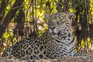 Brazil, Pantanal. Close-up of jaguar. Credit as: Cathy & Gordon Illg / Jaynes Gallery / Brazil, Pantanal. Close-up of jaguar. Credit as: Cathy & Gordon Illg / Jaynes Gallery /