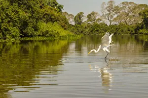 Brazil, Pantanal. Great egret fishing. Credit as: Cathy & Gordon Illg / Jaynes Gallery / Brazil, Pantanal. Great egret fishing. Credit as: Cathy & Gordon Illg / Jaynes Gallery /