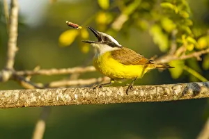 Brazil, Pantanal. Kiskadee feeding. Credit as: Cathy & Gordon Illg / Jaynes Gallery / Brazil, Pantanal. Kiskadee feeding. Credit as: Cathy & Gordon Illg / Jaynes Gallery /