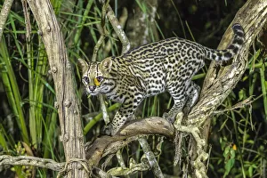 Brazil, Pantanal. Ocelot on tree branch. Credit as: Cathy & Gordon Illg / Jaynes Gallery Brazil, Pantanal. Ocelot on tree branch. Credit as: Cathy & Gordon Illg / Jaynes Gallery