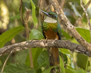 Brazil, Pantanal. Rufous-tailed jacamar bird on limb. Credit as Brazil, Pantanal. Rufous-tailed jacamar bird on limb. Credit as