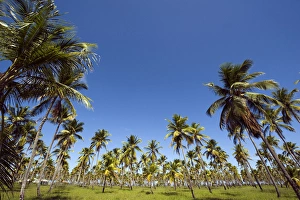 Brazil, Pernambuco, Porto de Galinhas, palm tree field Brazil, Pernambuco, Porto de Galinhas, palm tree field