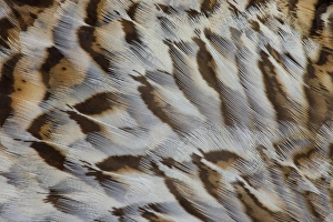 Nature Photography Macro Prints: Breast feather design and pattern